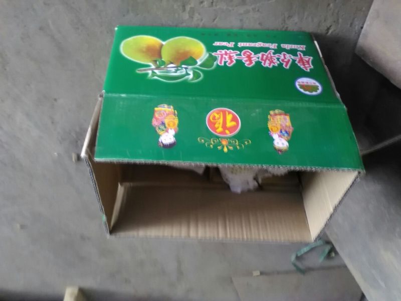 红香酥梨