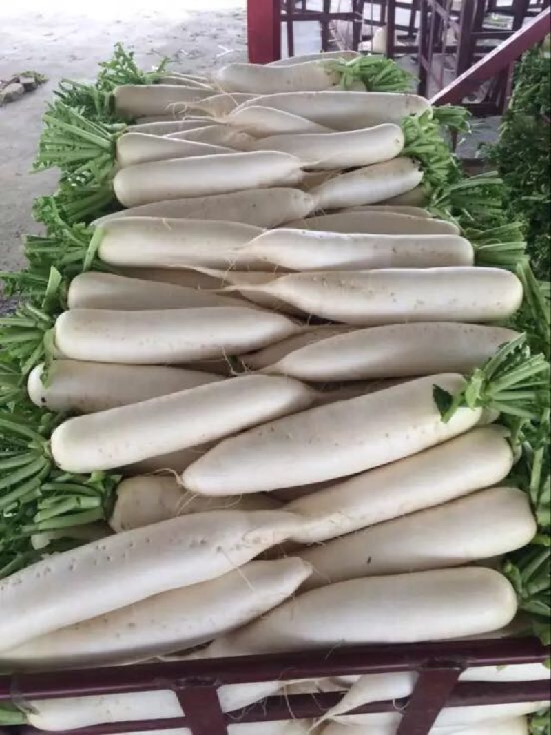 白萝卜