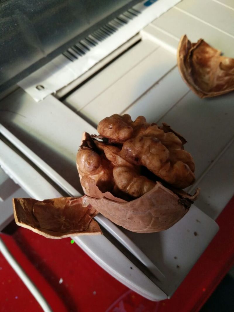 绵核桃去皮干