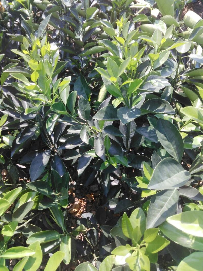 纽荷尔脐橙苗30~50cm纽荷尔脐橙苗30~50cm