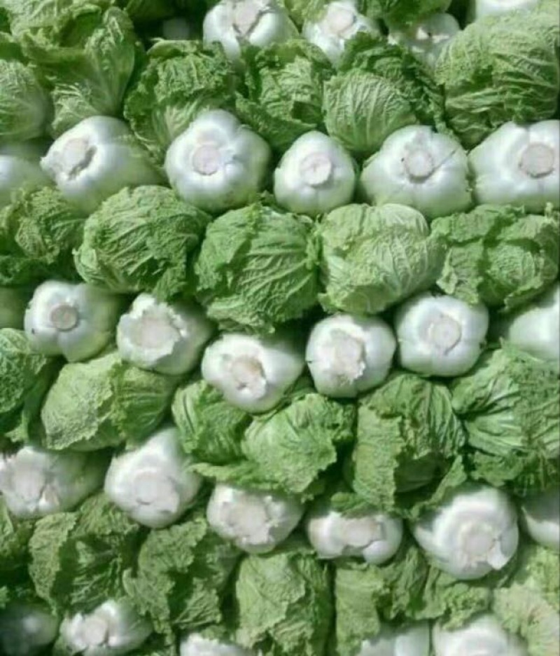 大白菜4~6斤净菜