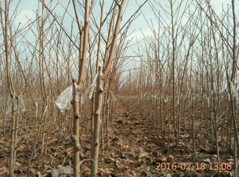 【毛桃树苗】80cm以上河南南阳苗木基地直供品质保证存