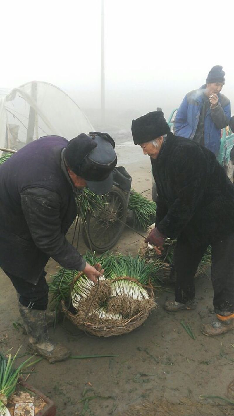 分葱大葱净葱产地直供，可加工出口，走市场批发零售