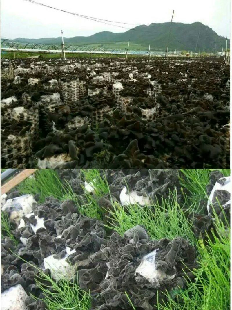黑木耳一级