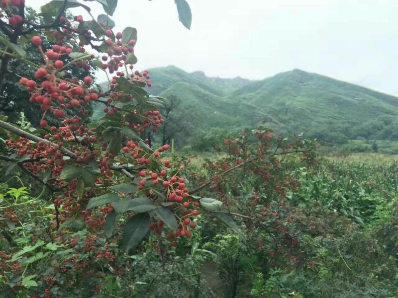 大红袍花椒特级干