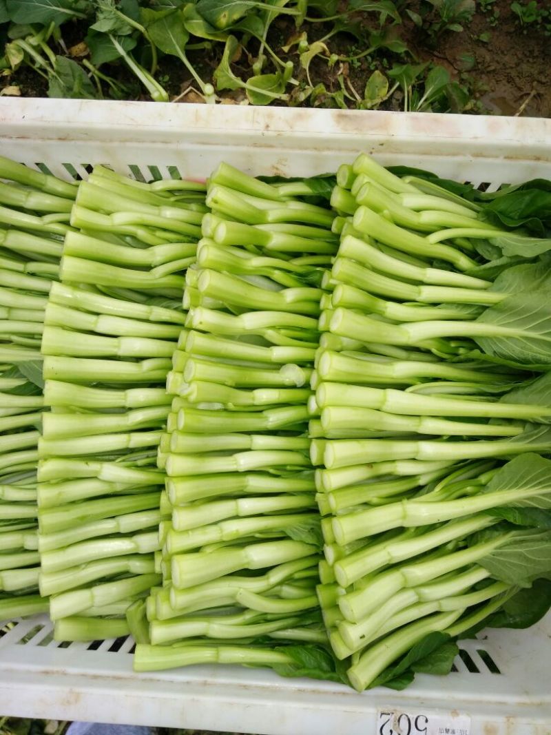 菜苔