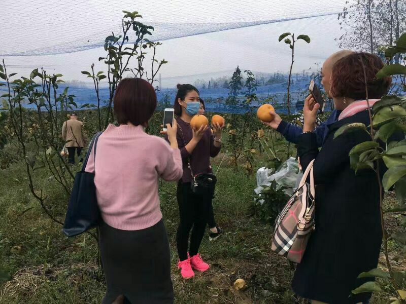 晚秋黄梨600g以上纸箱