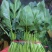 大叶菠菜