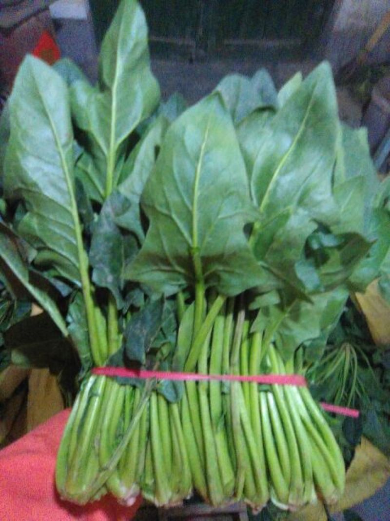 大叶菠菜