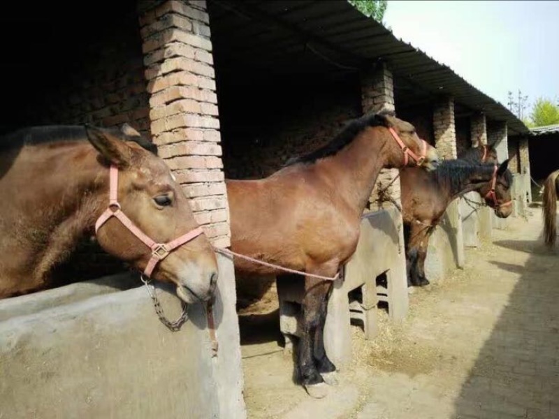 半血马400~500kg