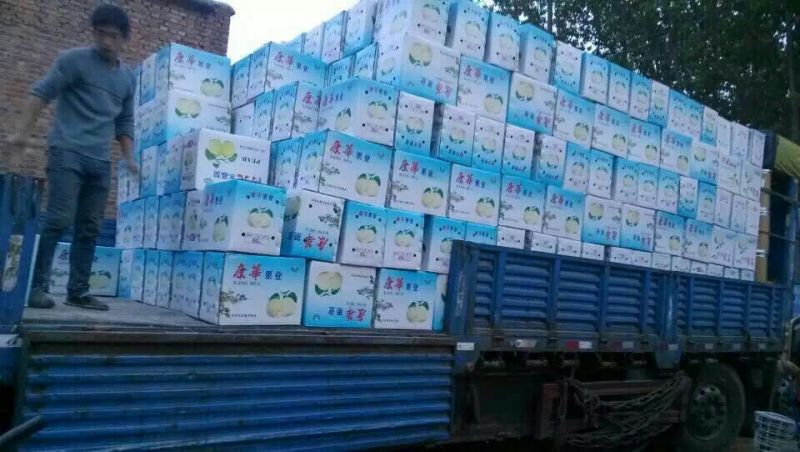 皇冠梨250~300g纸袋