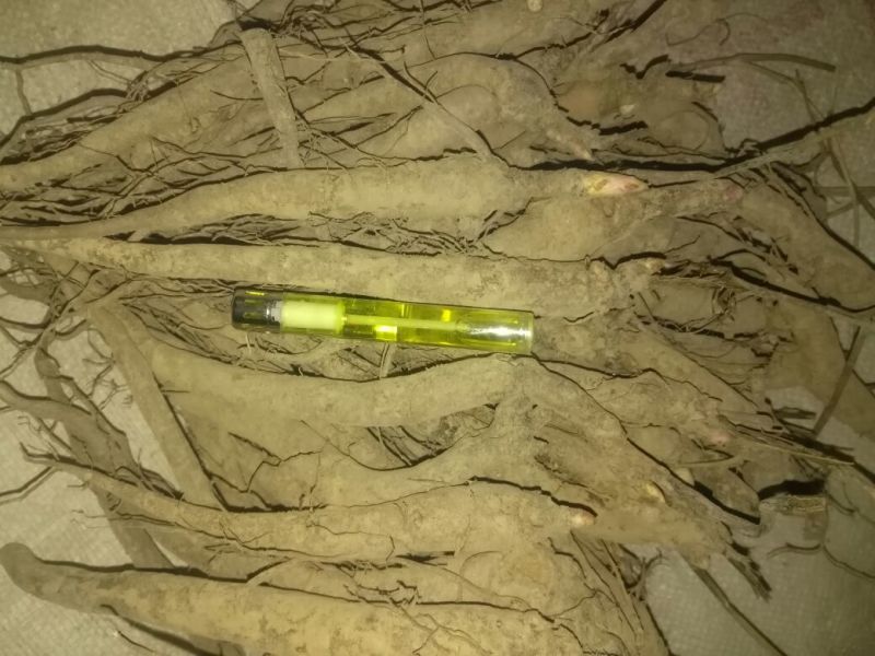油牡丹苗10~20cm