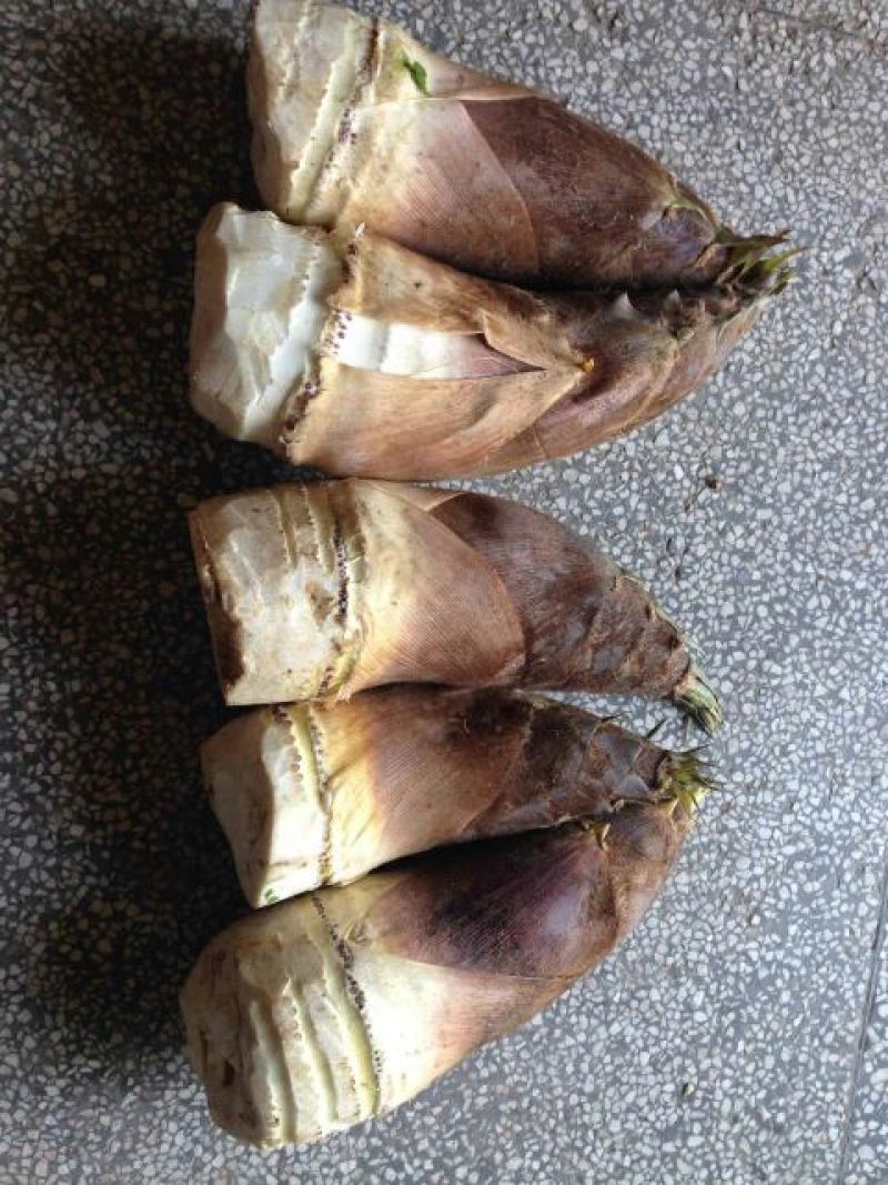毛竹春笋15~20cm