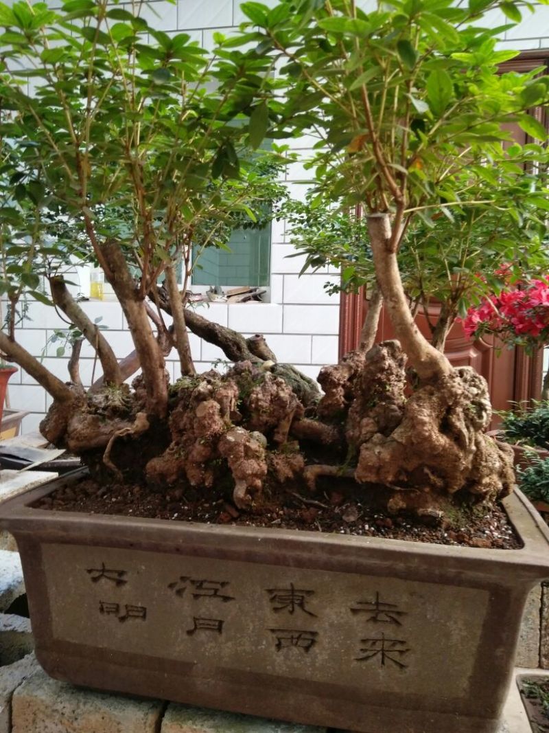 杜鹃树桩30~35cm