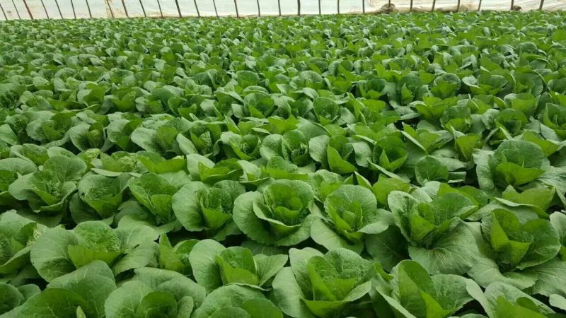 娃娃菜4~5两以上