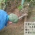 冬笋3两起步