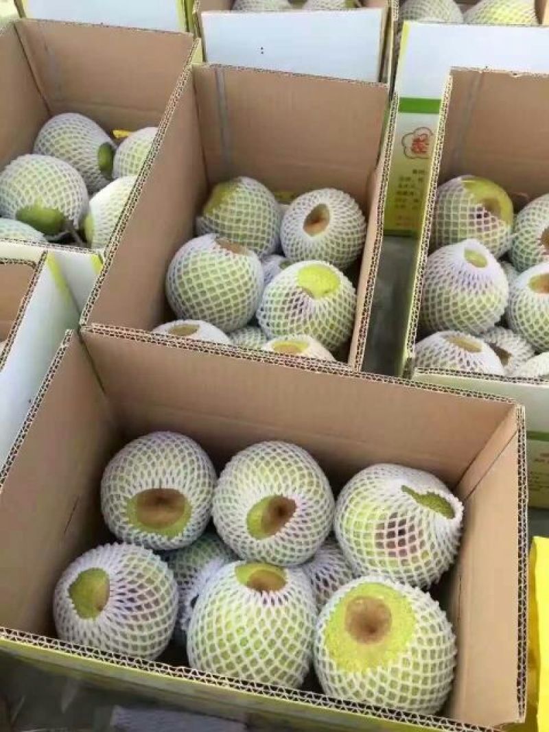 莱阳梨300~350g纸箱