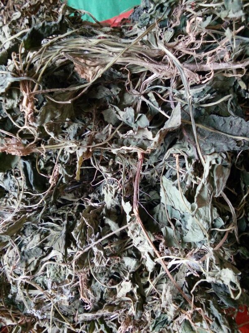 药用紫花地丁