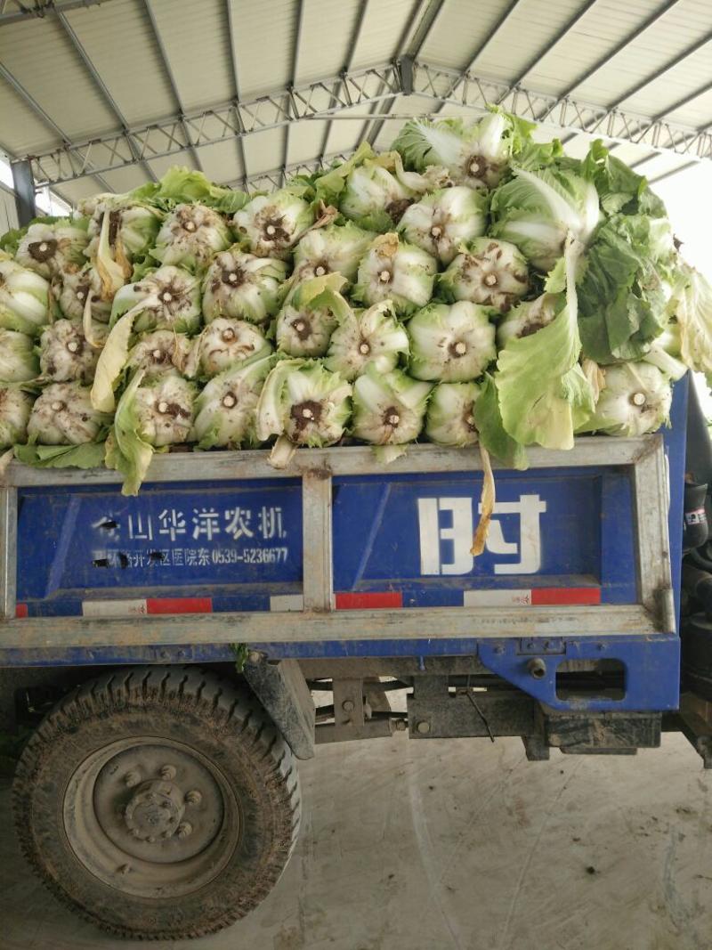 菊锦春白菜4~6斤