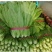 油麦菜25~30厘米以上