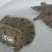 山瑞鳖2.5~3斤