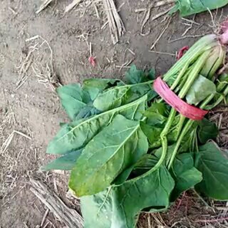 大叶菠菜20~25厘米
