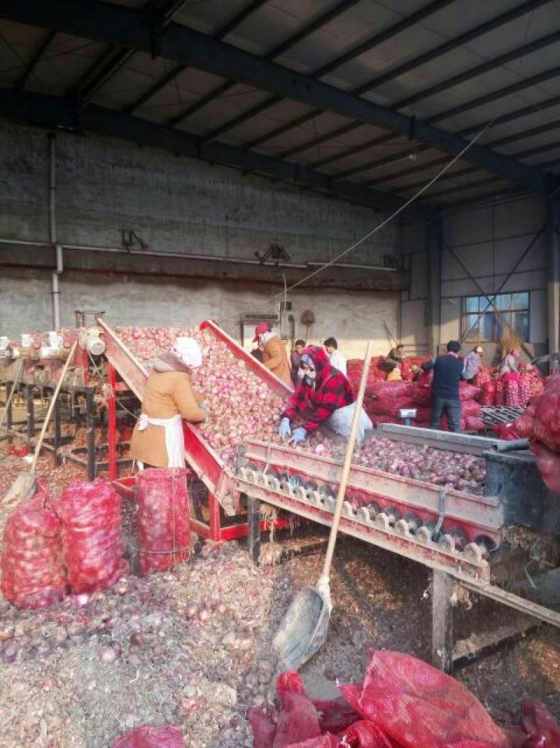 大量供应金乡本地冷库洋葱黄皮八零以上红皮八零以上