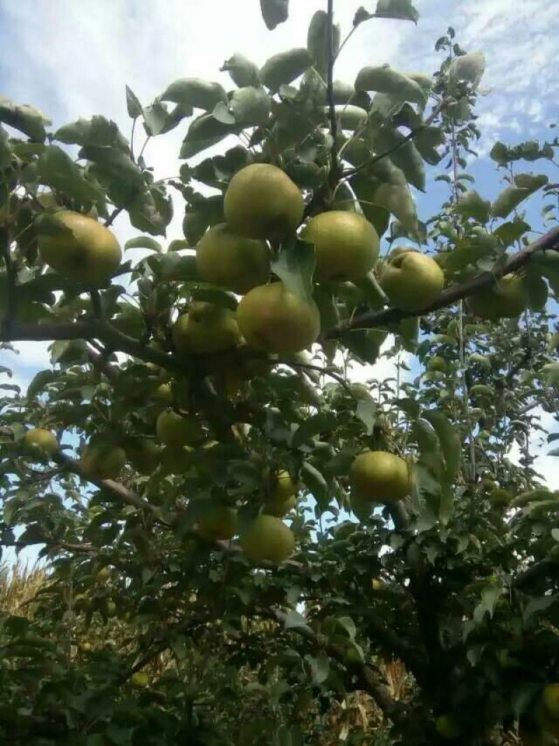 苹果梨500~550g纸箱