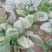越冬菠菜15~20厘米