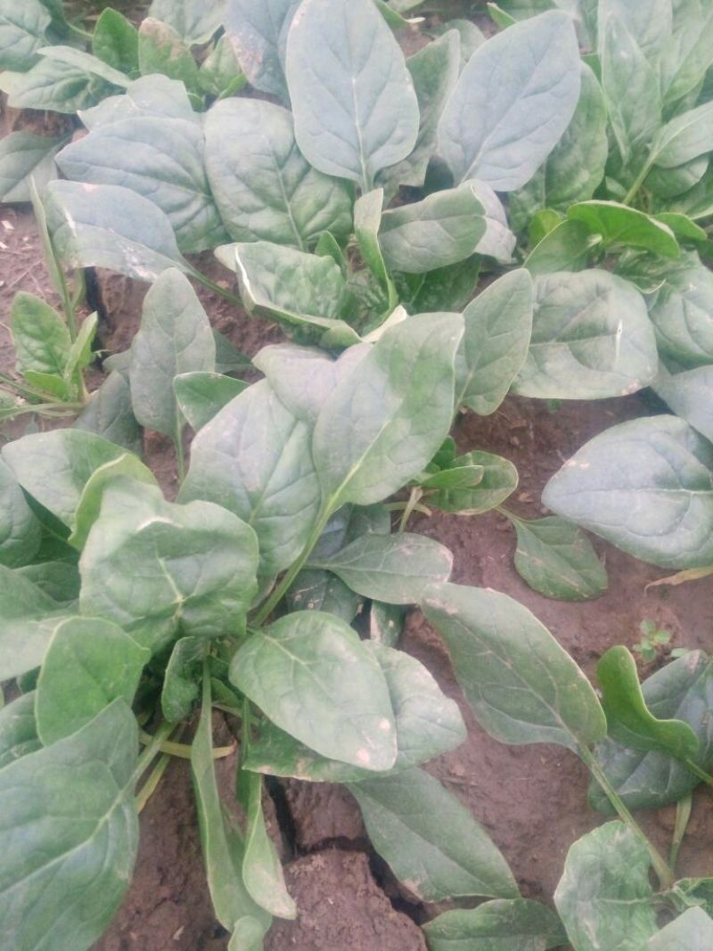 越冬菠菜15~20厘米