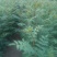 花椒苗大红袍花椒苗，基地直销，包邮包售后