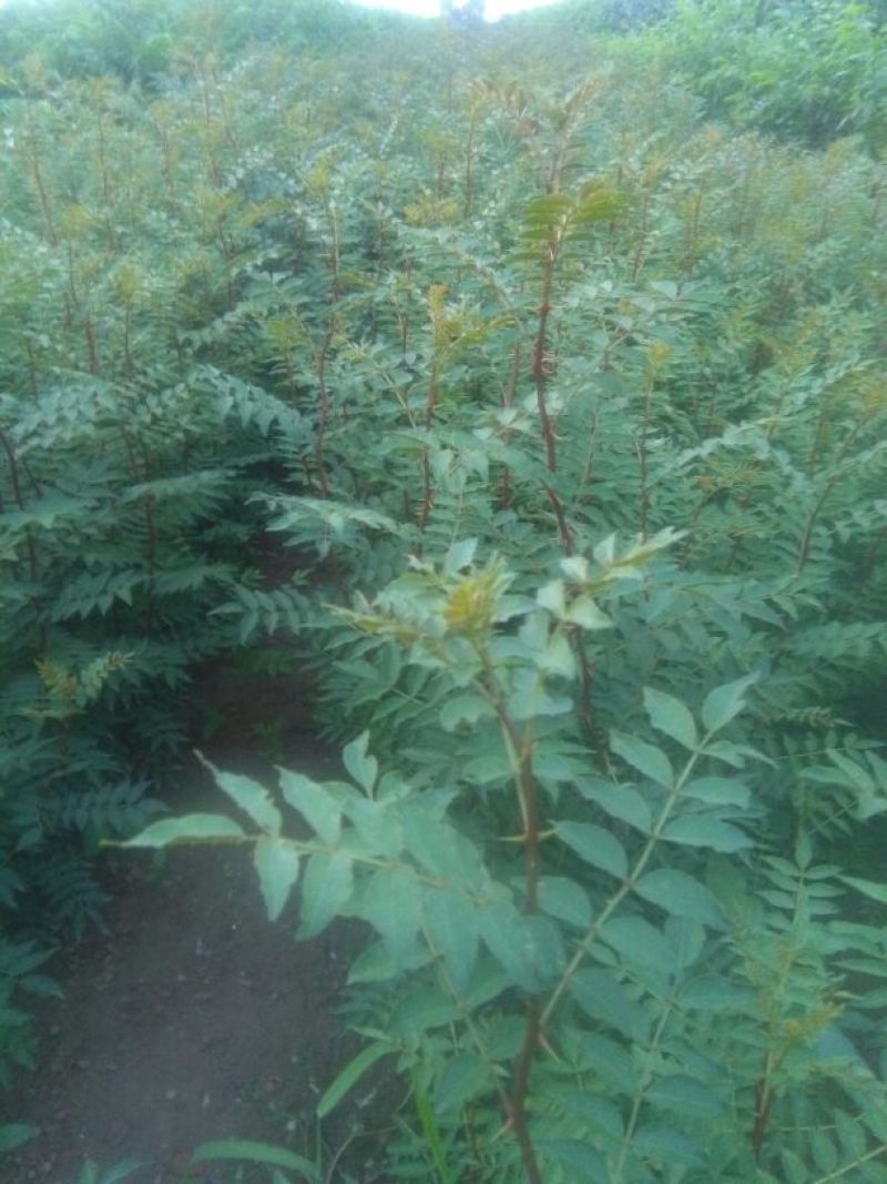花椒苗大红袍花椒苗，基地直销，包邮包售后