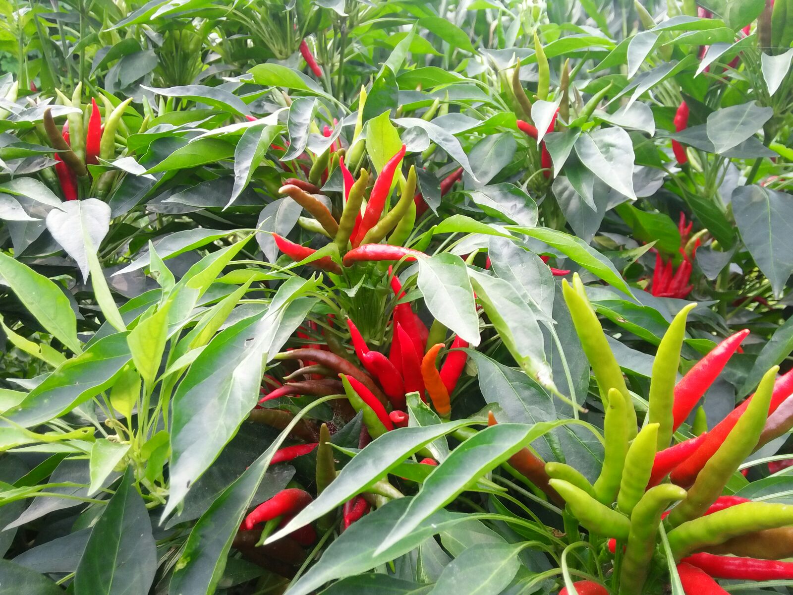 河南开封市通许县朝天椒 2~5厘米 红批发_马宝