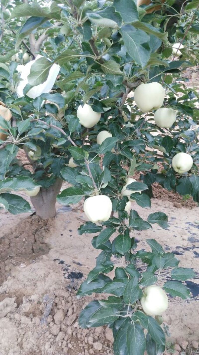 新世界苹果纸袋