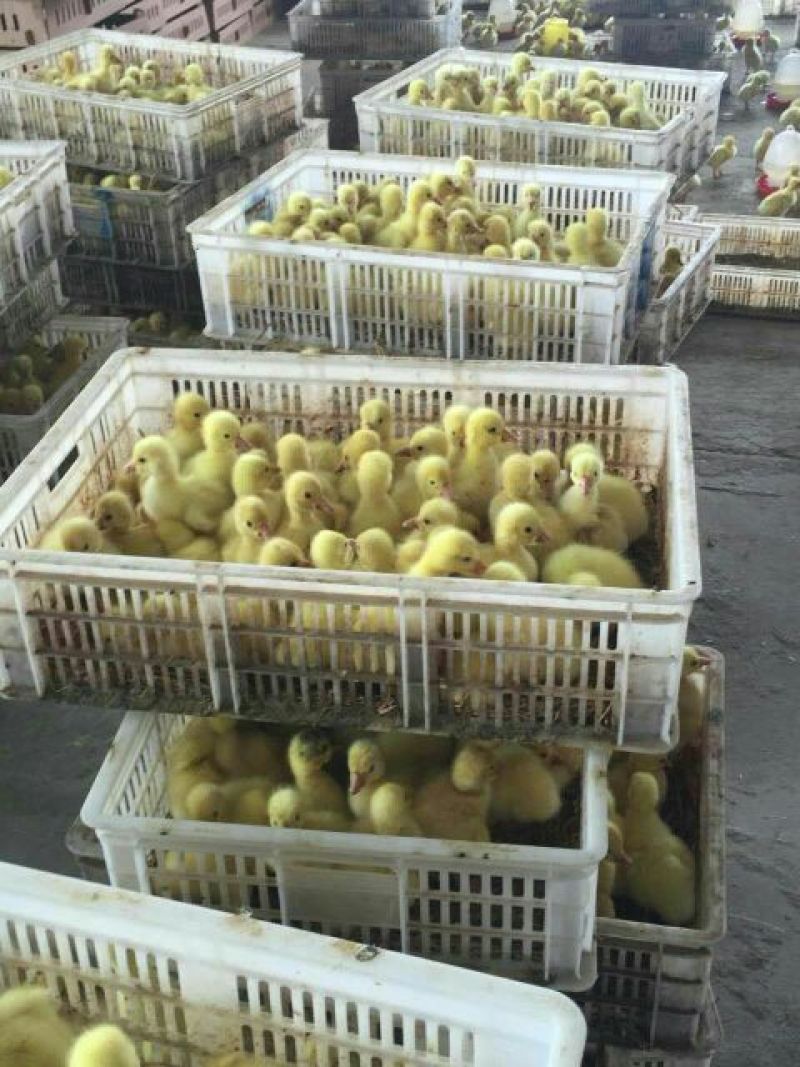 三花鹅苗250g以下