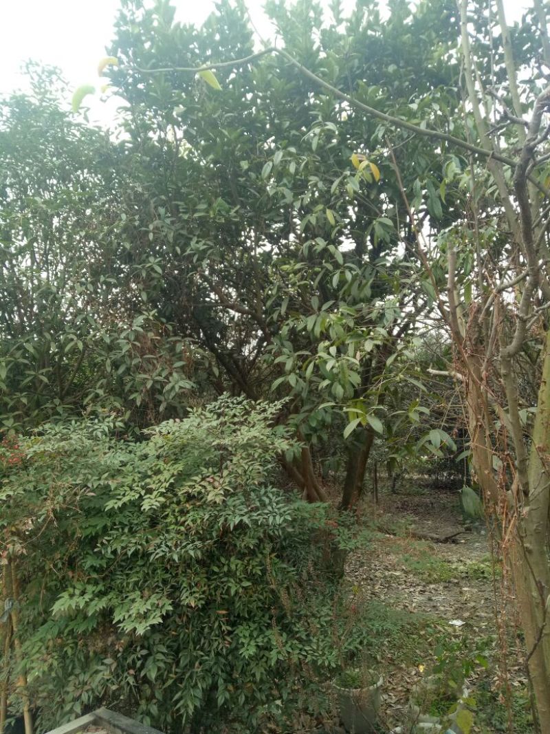柚子树20~30cm