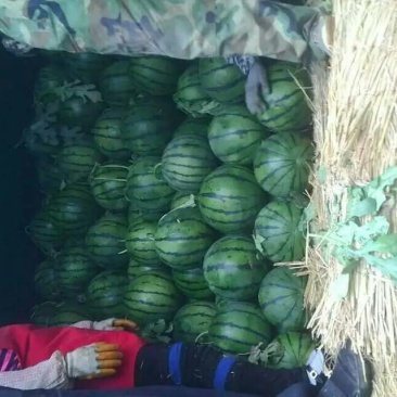 甜王西瓜批发基地，西瓜基地批发价格，精品西瓜批发