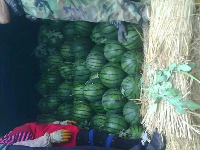 甜王西瓜批发基地，西瓜基地批发价格，精品西瓜批发