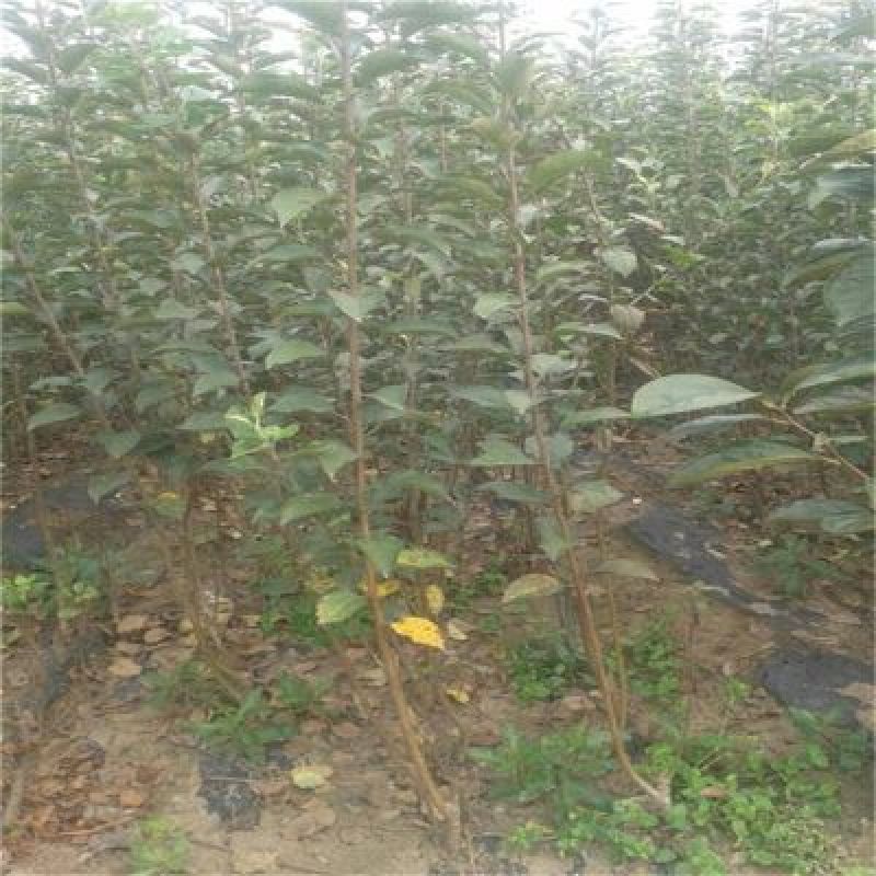 苹果树苗一到两年苗40~50cm根系发达