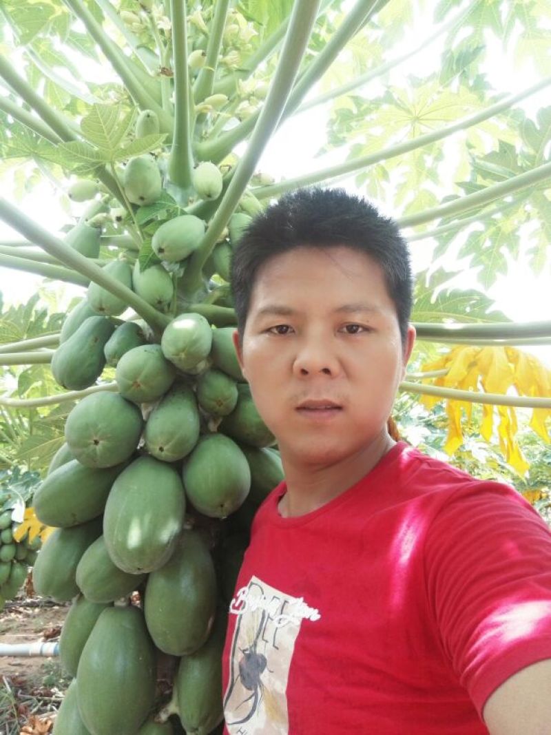 海南红心牛奶大青木瓜，支持一件代发，