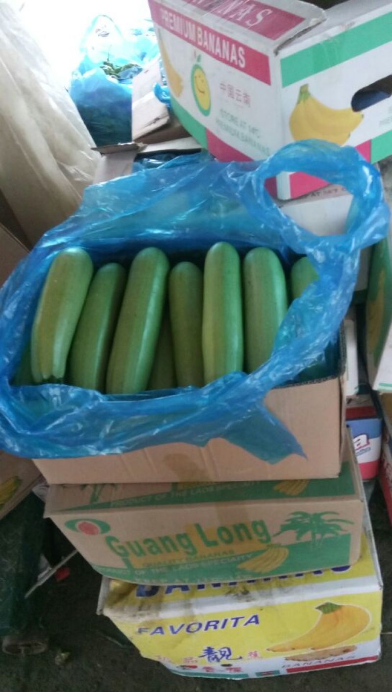 【热卖】法拉利西葫芦绿皮西葫芦日出货十万斤一手货源保质保量