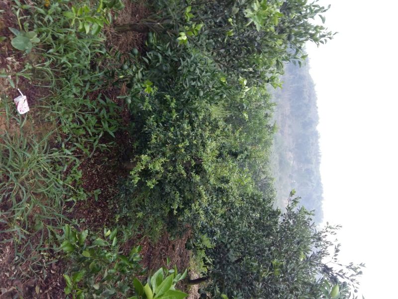 小丑火棘1.5~2m