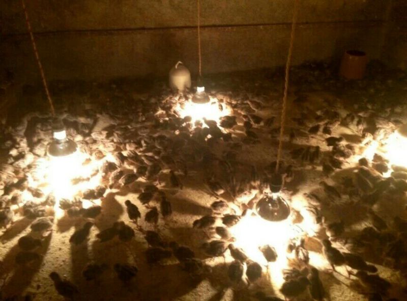 珍珠鸡苗1斤以下