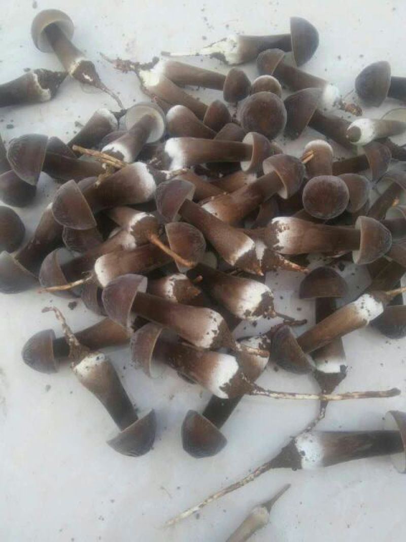 常年供应优质高产新一代黑皮鸡枞菌包