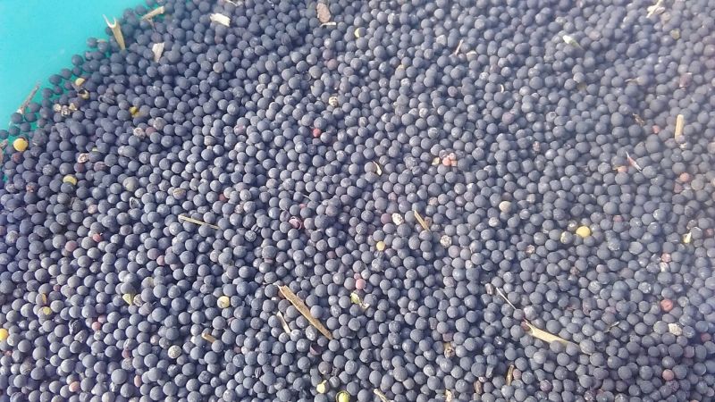 油菜籽1