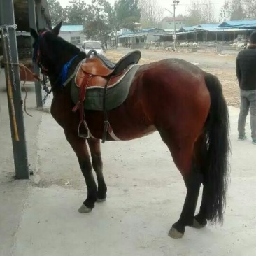 汗血马