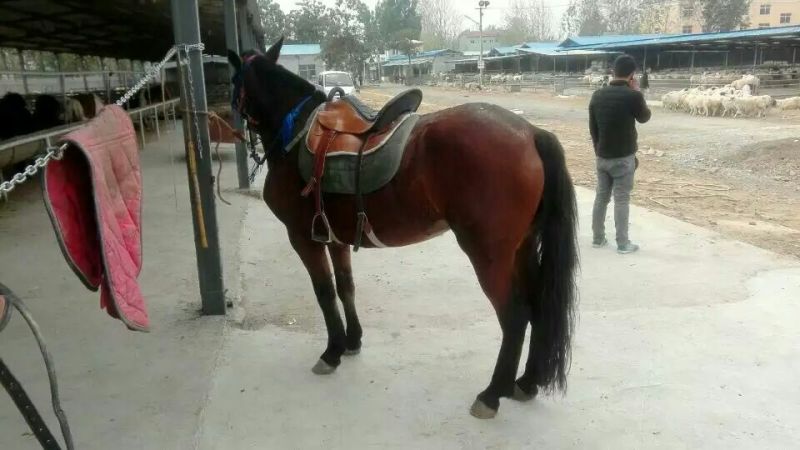 汗血马