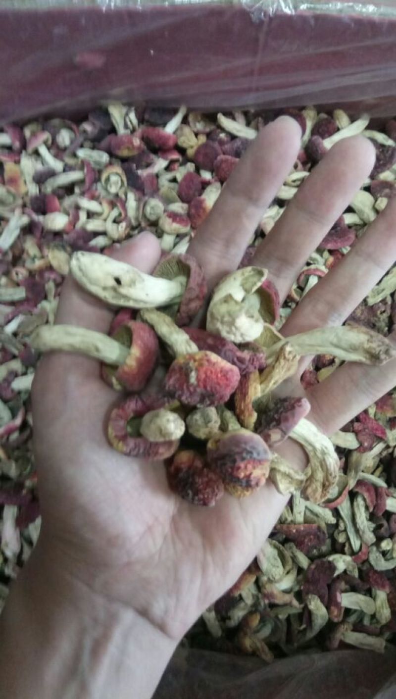 红菇