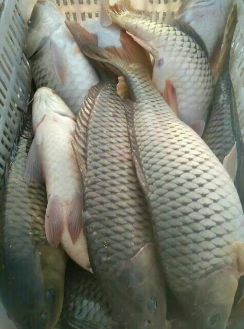 池鲤鱼饲料1~2公斤