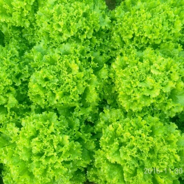 散叶生菜7两~8两